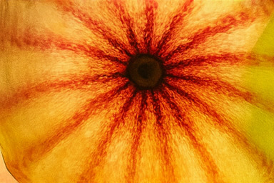 베타 존 – 치열한 경쟁의 중심